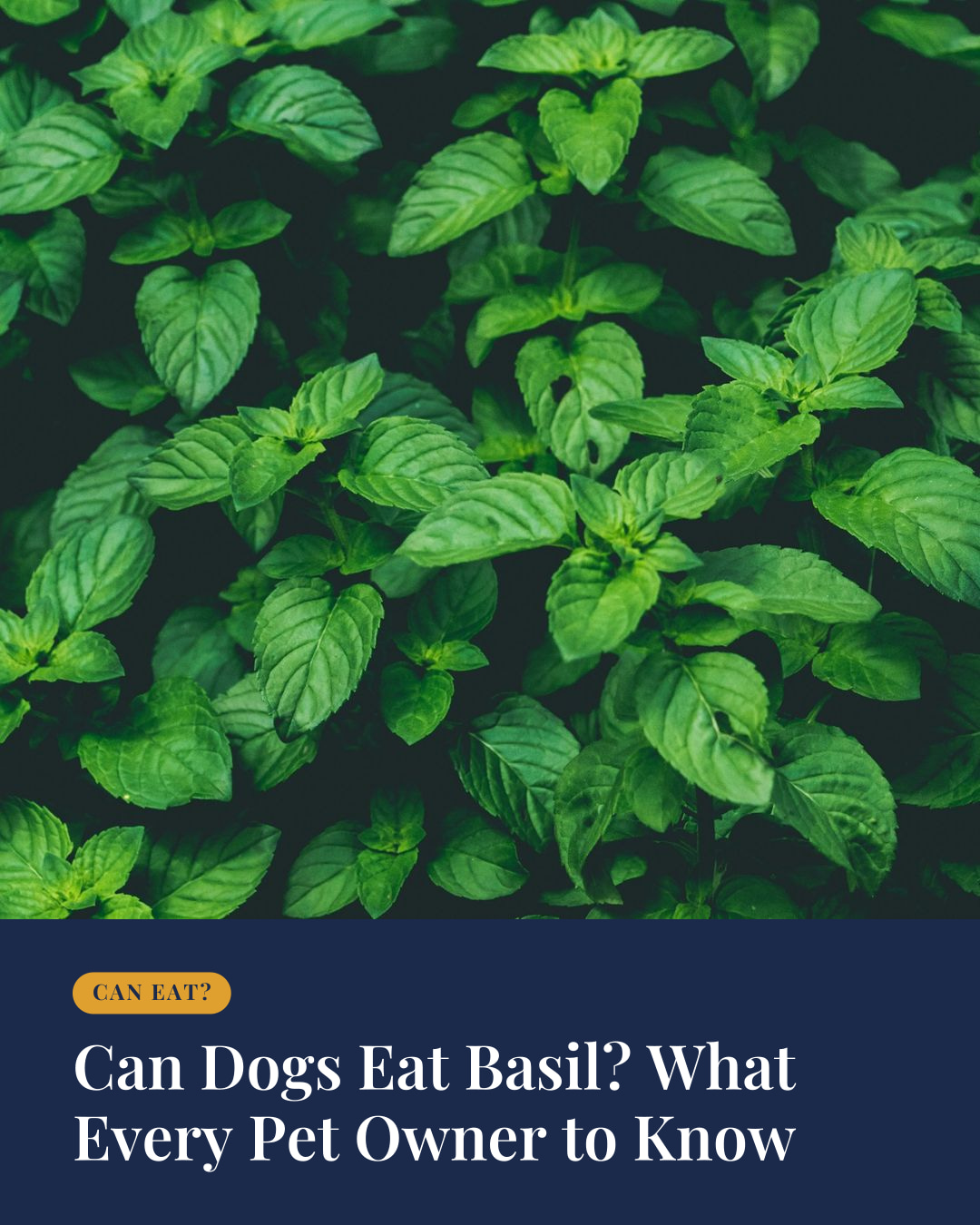 Can Dogs Eat Basil? What Every Pet Owner Should Know | The Fetch