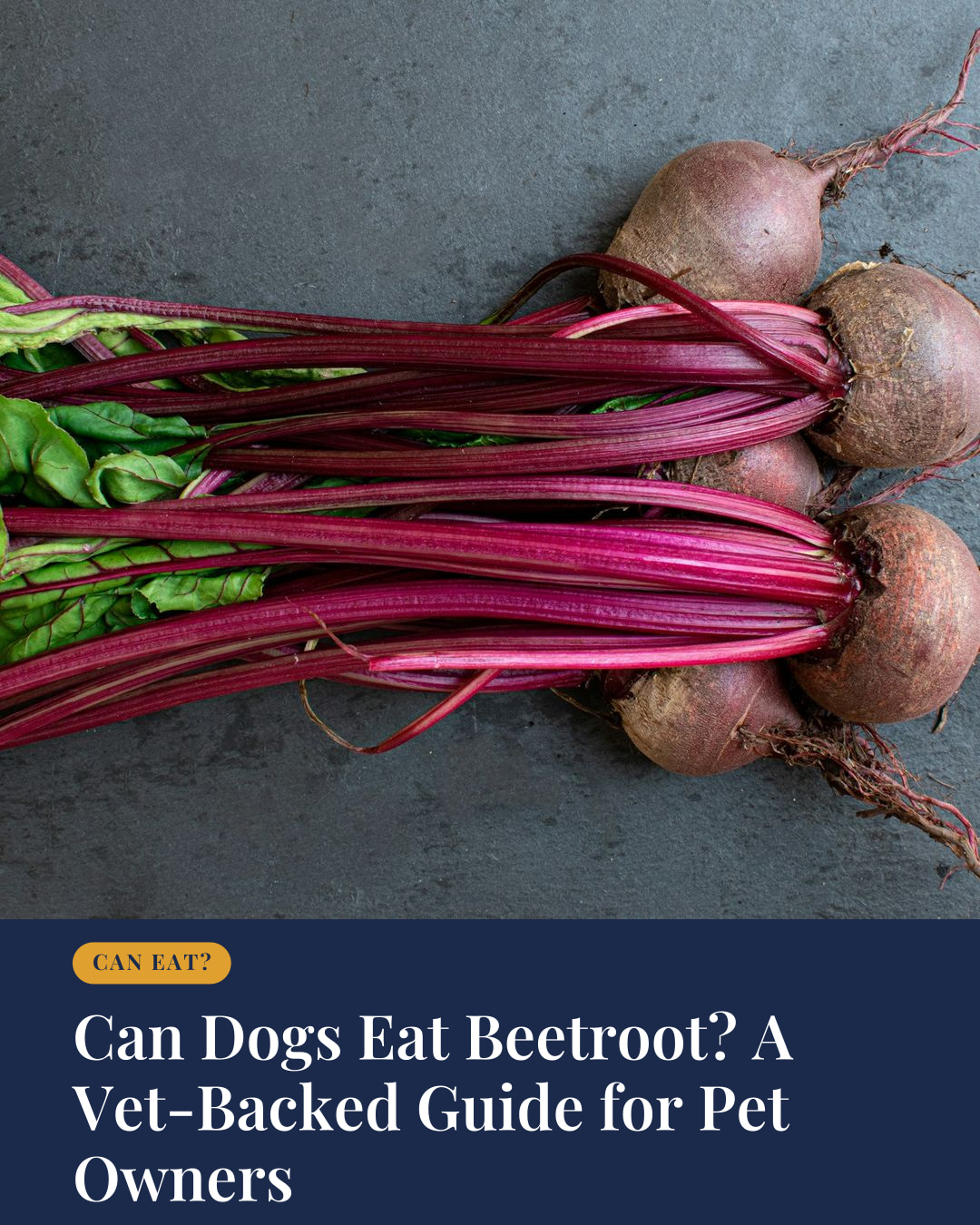 Can Dogs Eat Beetroot? A Vet-Backed Guide for Pet Owners | The Fetch