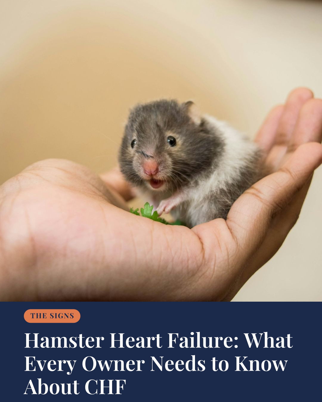 Hamster Heart Failure: What Every Owner Needs to Know About CHF | The Fetch