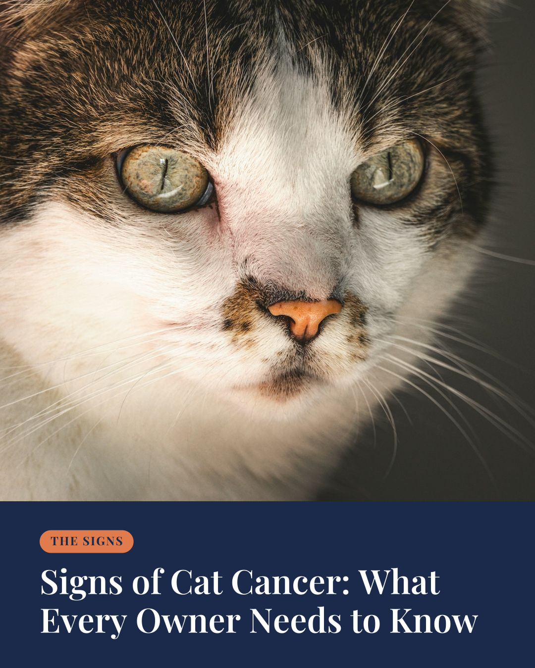 Signs of Cat Cancer: What Every Owner Needs to Know | The Fetch